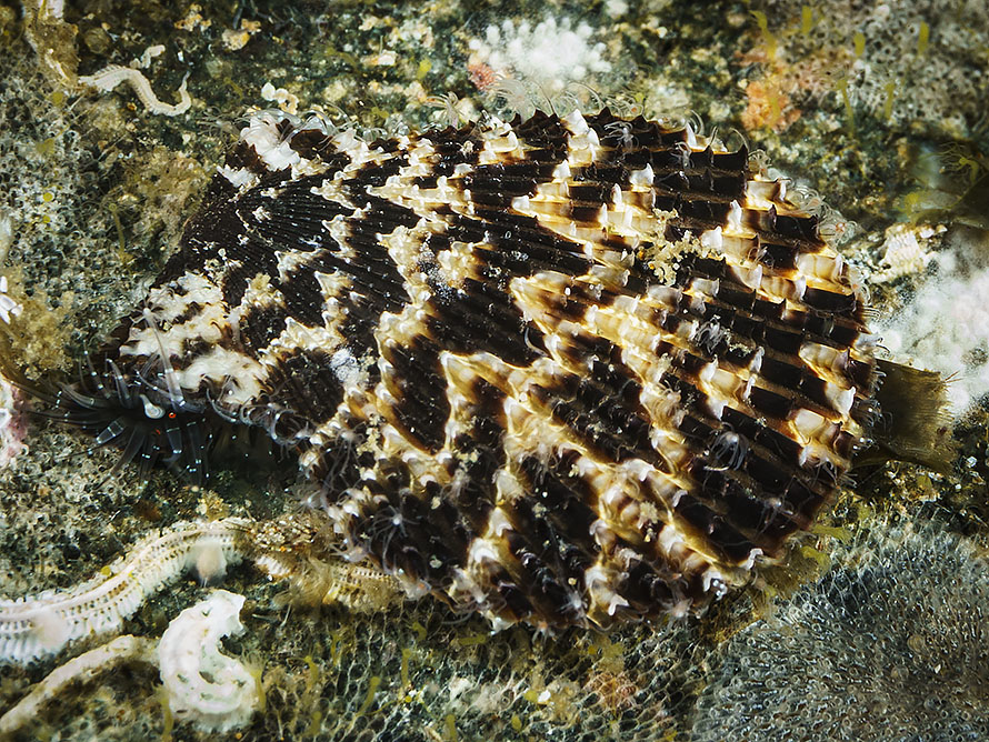 Mimachlamys punctata